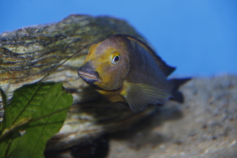 Tropheus sp. 'lukuga' Mtoto
